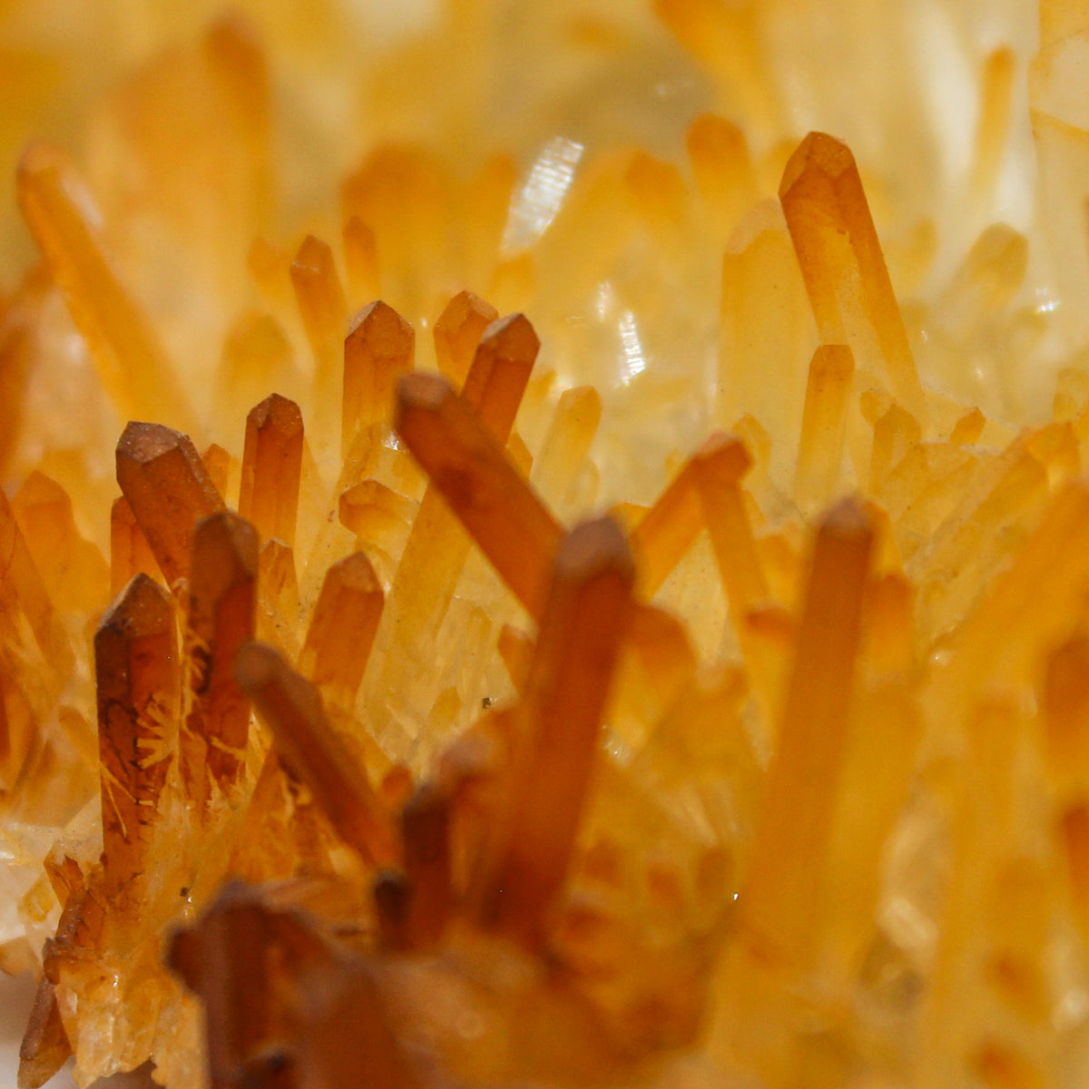 Golden Healer Quartz Cluster #003